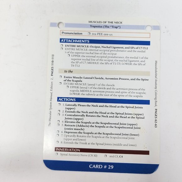 Musculoskeletal Anatomy by Joseph E. Muscolino 2005 Flash Cards - Picture 9 of 10